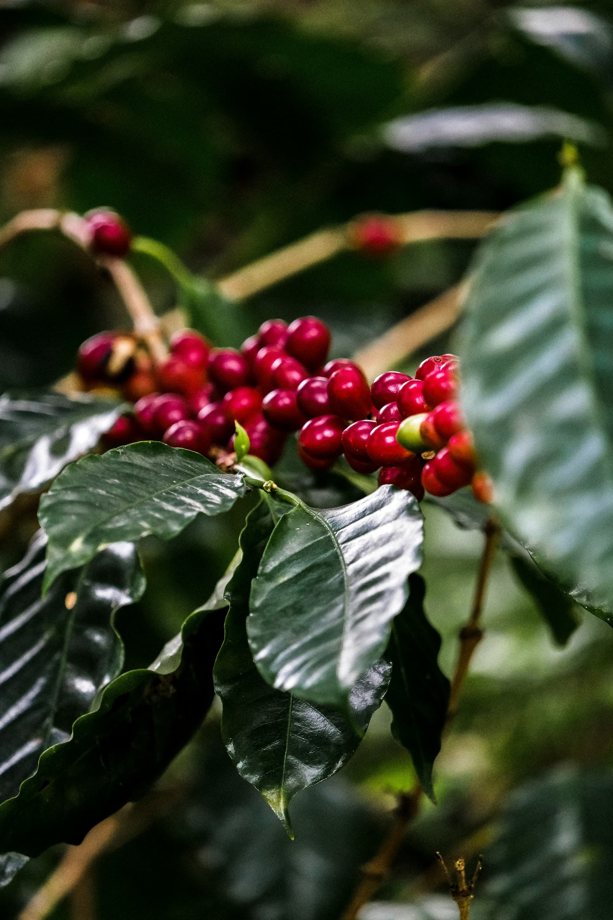 Cerezas de café maduras en la rama