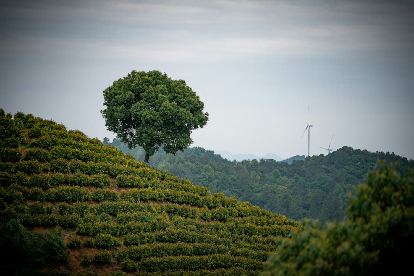 Cafetal en la ladera de una montaña con un árbol en la cima
