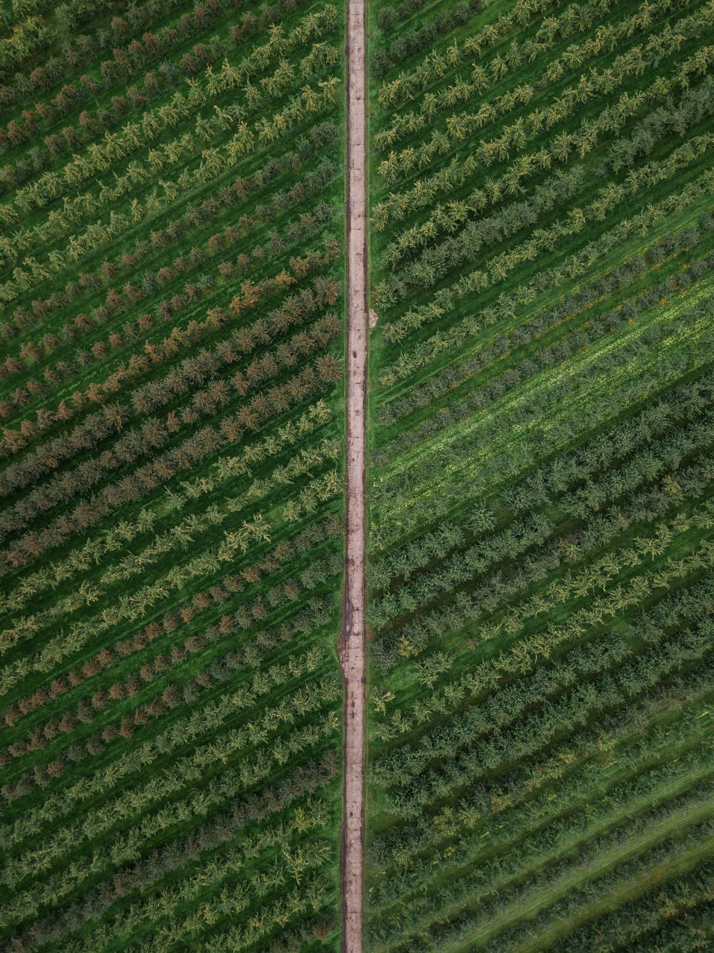 Hileras de un cultivo atravesadas por un camino, vista aérea