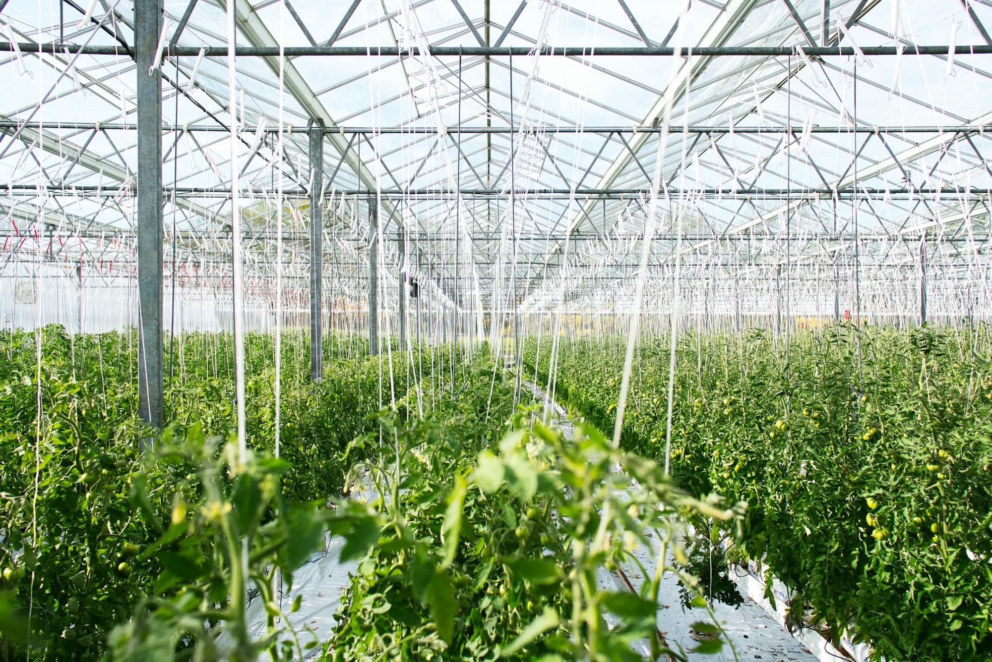Cultivo de tomate en invernadero